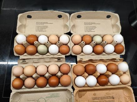 Domáce vajíčka z voľného výbehu, 