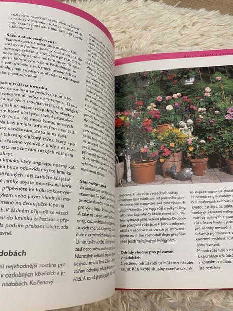 Ruže pre každého robert markley kvety ruža,