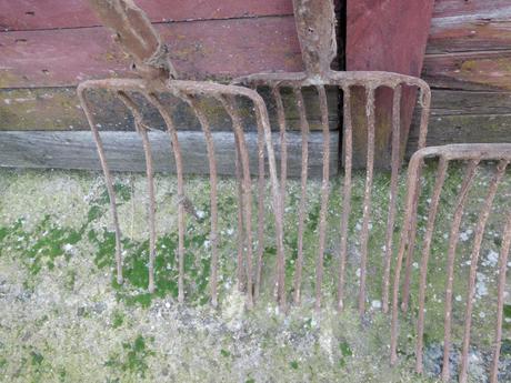 Staré náradie vidly s drevenou rukoveťou,,