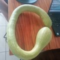 obluda
