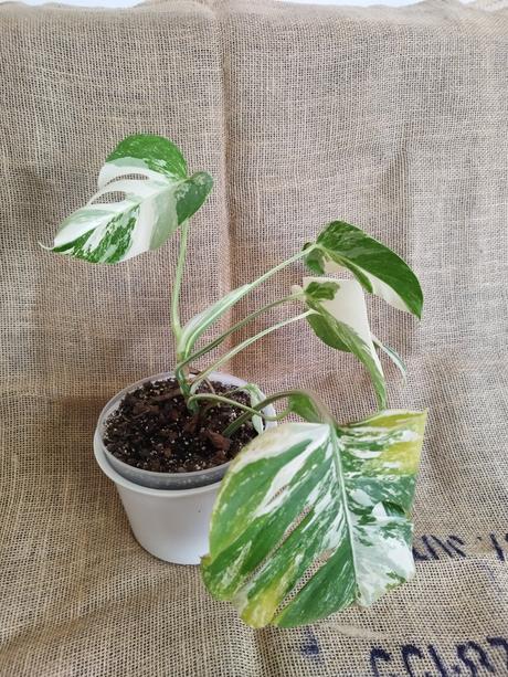 Monstera albo, 
