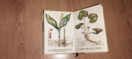 Liečivé rastliny a lesné plody, 