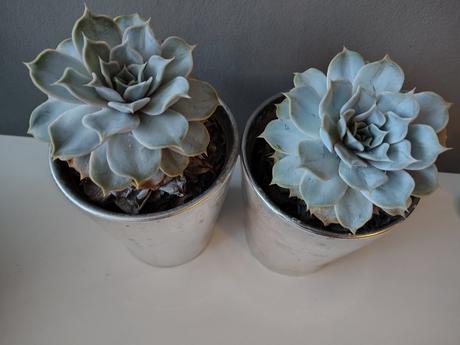 Keramicke kvetinace so sukulentom, 