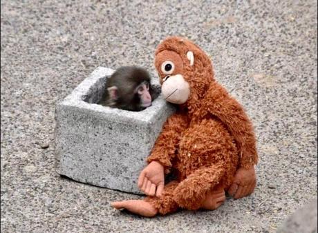 Punch originál opička, 