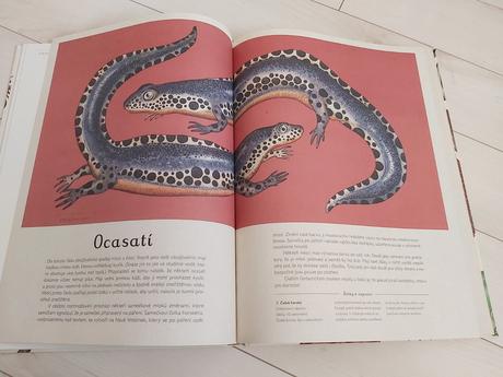 Kniha animalium  od katie scott, 