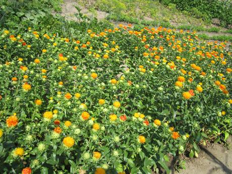 Šafran--požlt farbiarsky,