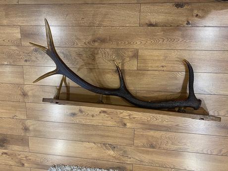 Veľký paroh / parožie na podstavci,