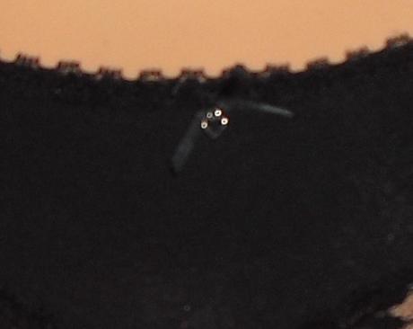 Esmara so srdieckom nohavicky, esmara,s