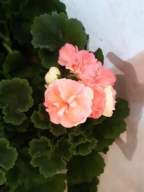 Krásny ruzickovy muškát salmon antique, 