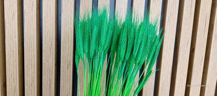 Dekoračné sušené žito - zelené, 