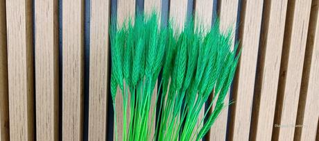 Dekoračné sušené žito - zelené, 