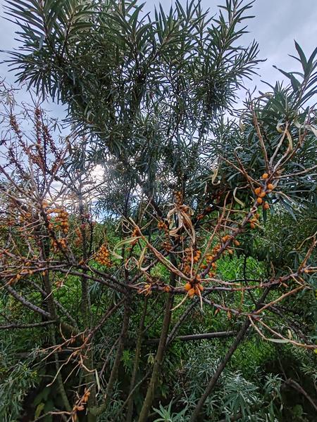 Čo sa deje s rakytníkom v Dunajskej Strede?