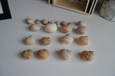 Slimačie ulity mix 18ks+ mušle 2ks,