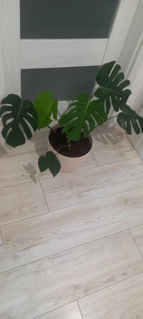 Veľká monstera, 