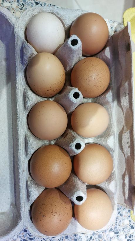 Domáce vajíčka/vajcia, 
