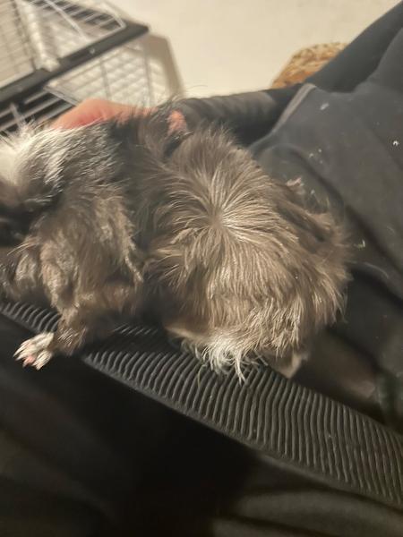 Je moje morské prasiatko len obézne alebo choré?