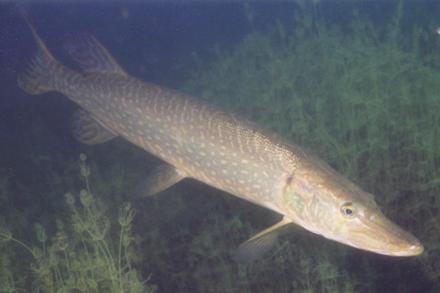 Jedly tortovy obrazok , 