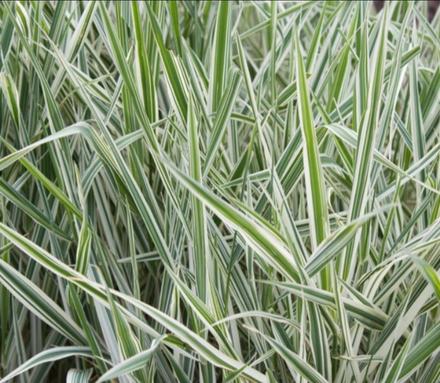 Okrasnà tràva chrastnica,