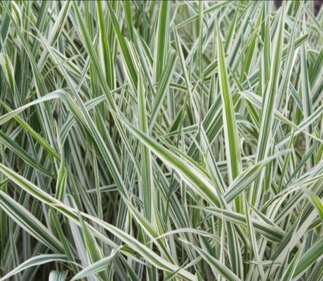 Okrasnà tràva chrastnica, 