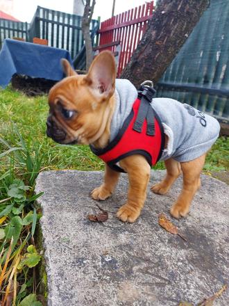 Postroj pre šteniatko xs, 