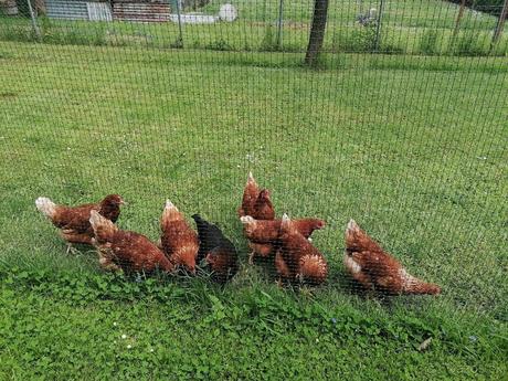 Domáce vajíčka z voľného výbehu, 