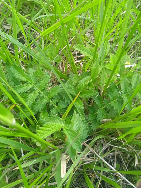 Sušený repik na čaj a iné...,