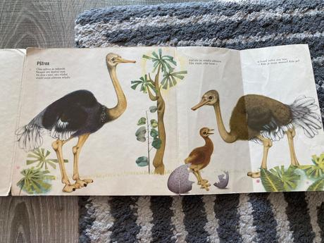 Čo sa sníva mrožovi (1969), 