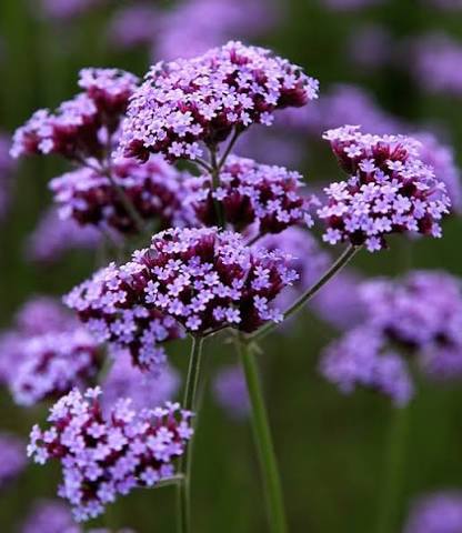Verbena bonariensis,