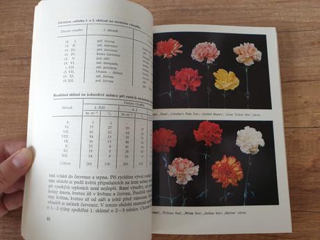 Skleníkové květiny k řezu,