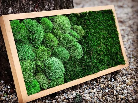 Machový obraz bolmoss/flatmoss, 