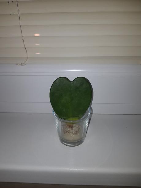 Hoya kerrii sukulent srdce 3,5 - 2.90, 