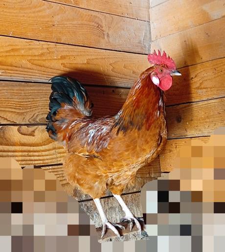 Predám polročného kohúta, 