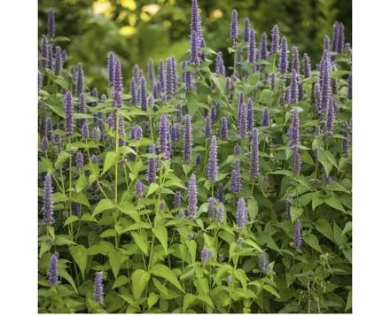 Agastache feniklové aromatické,