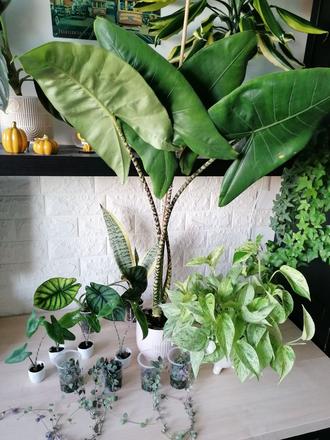 Izbové rastliny / kvety, 