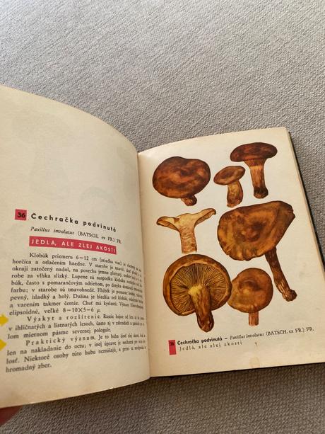 Vreckový atlas húb pilát ušák, 