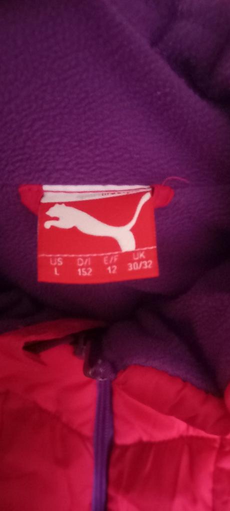 Puma bunda, puma,152