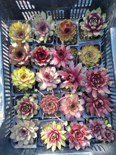 Ružové skalné ruže,