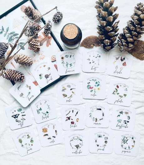 Životný cyklus - slovenské vzdelávacie kartičky,