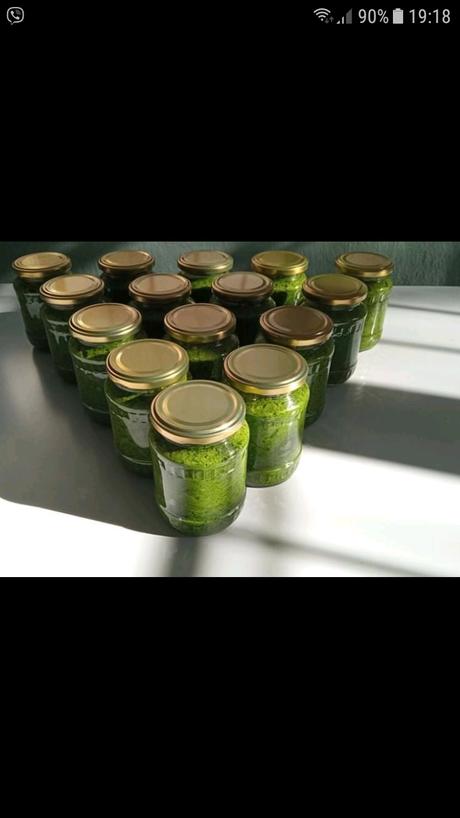 Pesto z medvedieho cesnaku doma vypestovaneho 2025,