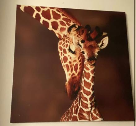 Obraz žirafy,