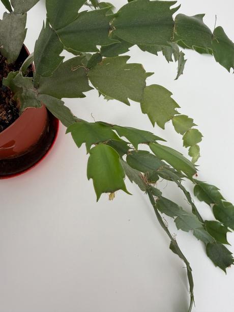 Kaktus(schlumbergera) izbová rastlina č.2,