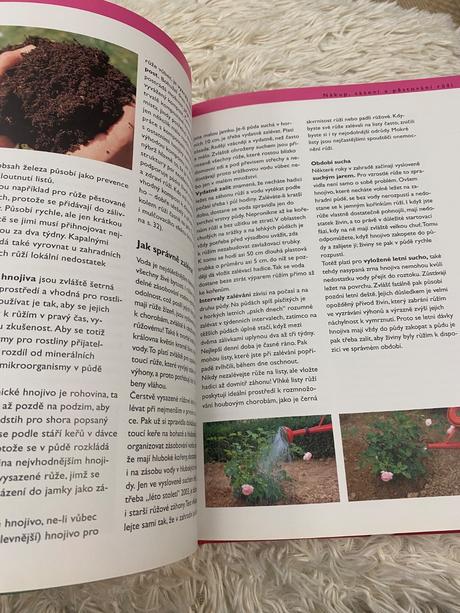 Ruže pre každého robert markley kvety ruža,