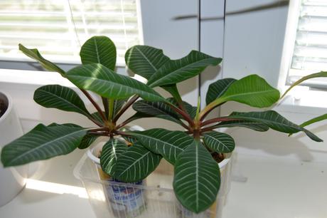 Sukulent euphorbia leuconeura, 