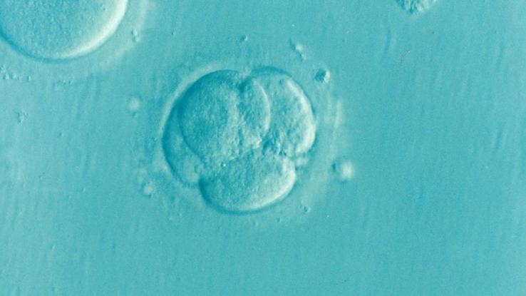 Embryo