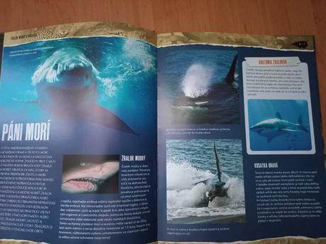 Predátory-páni divočiny, 