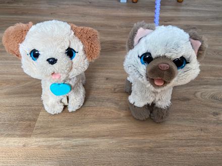 Pes a mačka na vodítku,