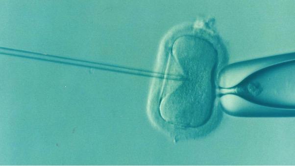 Oplodnenie vajíčka Oplodnenie vajíčka