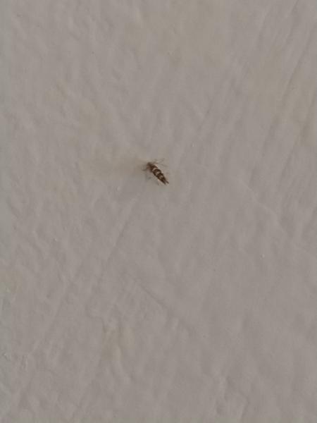 Viete mi povedať čo je toto za hmyz?