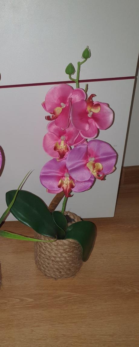 Orchidea 1kus, 