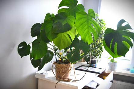 Nádherná, hustá monstera deliciosa hľadá nový do,